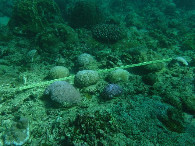 辺野古シュワブ南のサンゴの写真