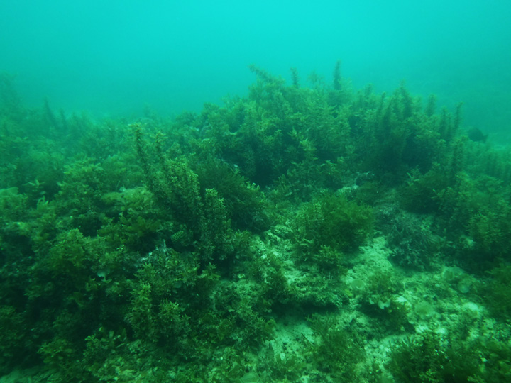 大浦湾のササンゴの写真